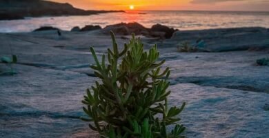 La perseverancia en la costa